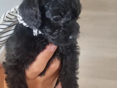 Toy Cavoodle – Everton Park