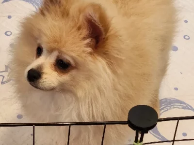 Pomeranian – Mount Waverley