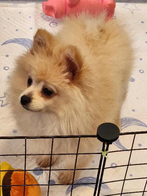 Pomeranian – Mount Waverley