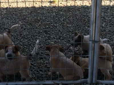 Australian Cattle Dog – Gympie