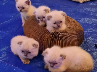 Ragdoll – Murrumba Downs