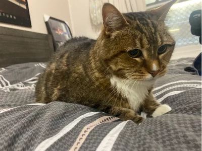 Domestic Short Hair (DSH) – Jessica