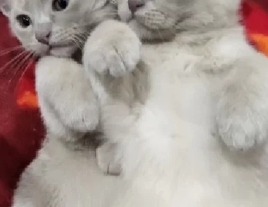 Burmese – Terrey Hills