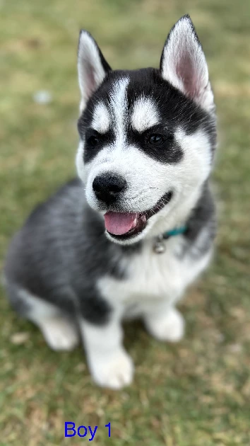 Husky – Bolwarra Heights