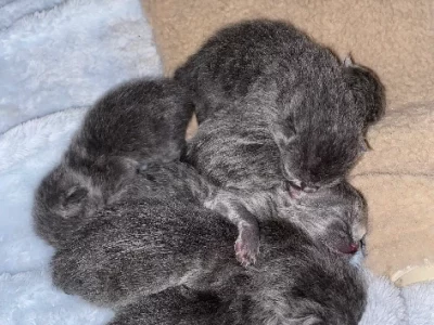 British Shorthair – Beaconsfield