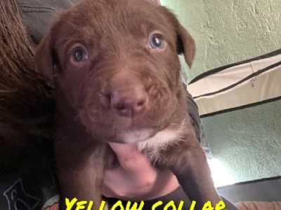 Australian Kelpie – Port Wakefield