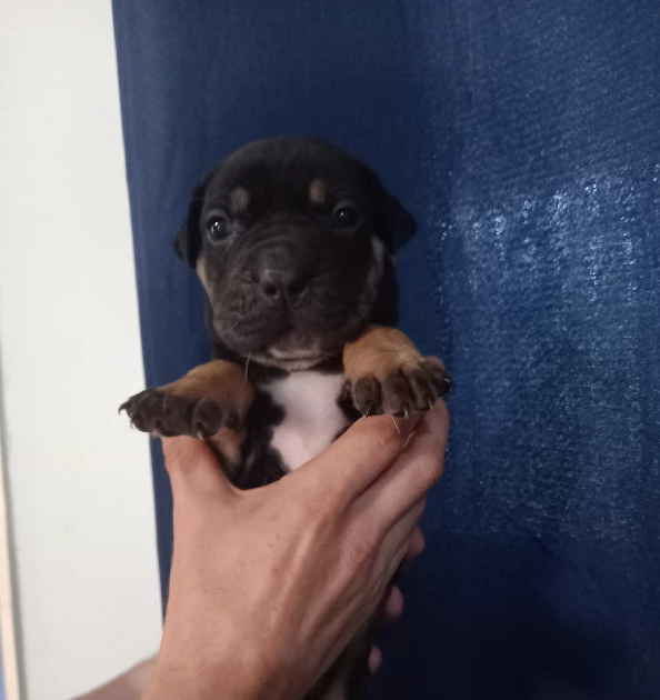 Mastiff – Woodridge