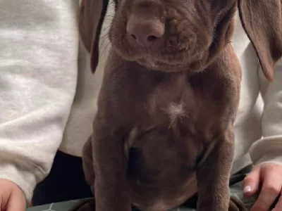 German Shorthaired Pointer – Shepparton