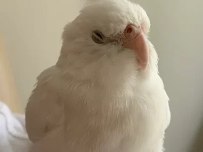 Cockatiels – Wallan