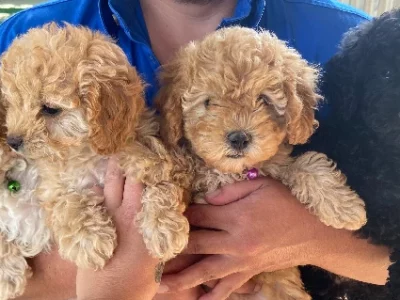 Cavoodle – Goondiwindi