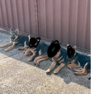 German Shepherd – Liverpool