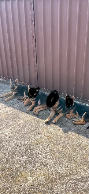 German Shepherd – Liverpool