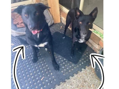 Australian Kelpie – Elanora