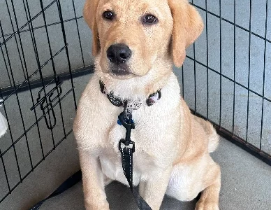 Labrador Retriever – Griffin