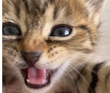 American Bobtail – Cranebrook