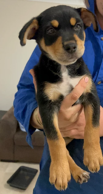 Australian Kelpie – Miles