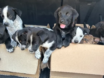 Border Collie Kelpie Cross – Valdora