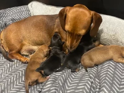 Mini Puppy Dachshund – Chambers Flat Price Reduced!