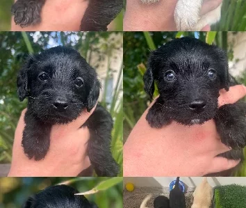 Labradoodle – Brooke