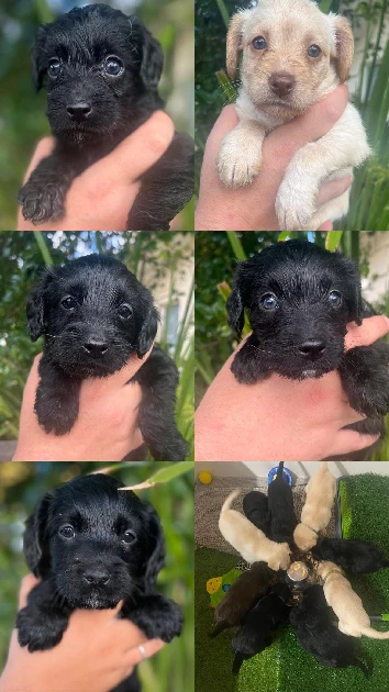 Labradoodle – Brooke