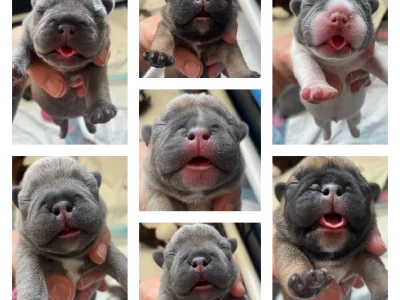 French Bulldog purebred – Mango Hill