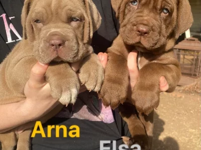 Mastiff – Cleveland