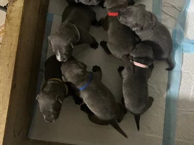 Staffordshire Bull Terrier – Woolgoolga