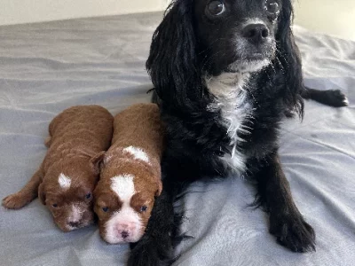 Gorgeous Cavoodle Puppies