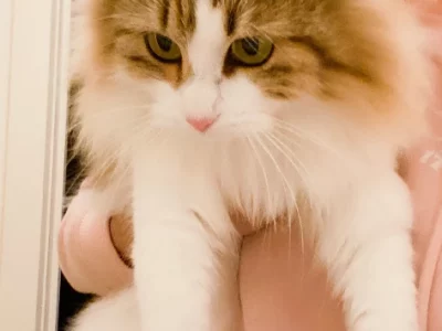 Ragdoll – Lobethal