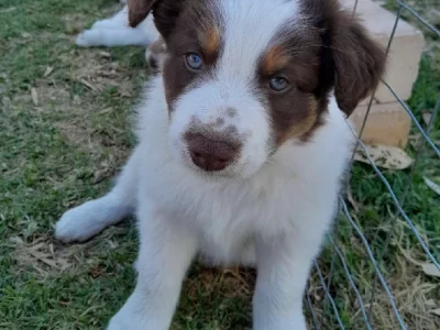 Border Collie – Miranda