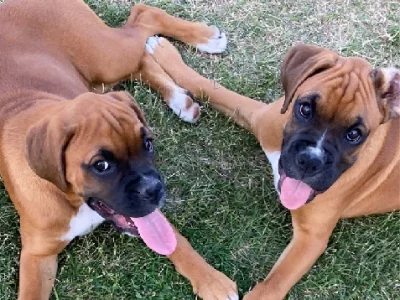 Boxer – Warrill View