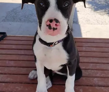 American Staffordshire Bull Terrier – Penrith