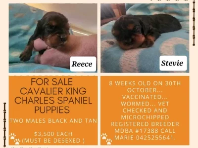 Cavalier King Charles Spaniel – Wentworthville
