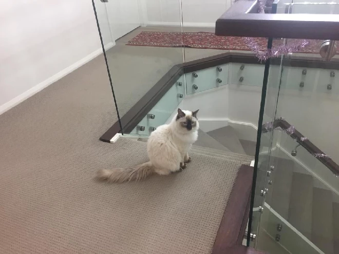 Ragdoll – Sandy Point