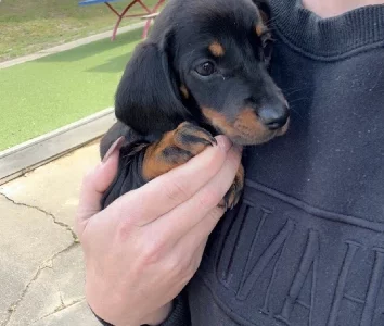 Dachshund – Timboon