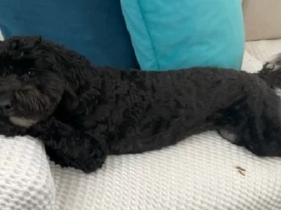 Cavoodle – Redfern