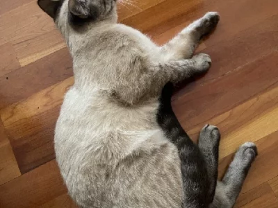 Other Cats – Sunnybank Hills