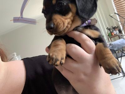 Dachshund – Bendigo