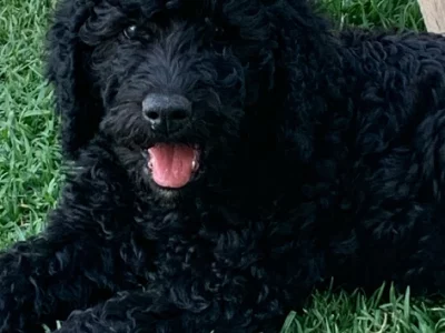 Labrador Retriever – Young