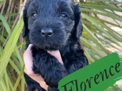 Multi Generational Small Groodle