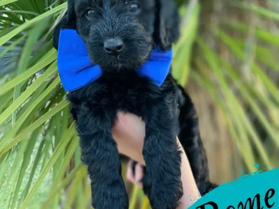Goldendoodle – Ingleburn