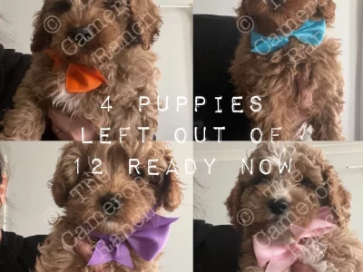 Pedigree Theodores (Toy Cavoodles) with papers and DNA / Health Guarantee – Ready now