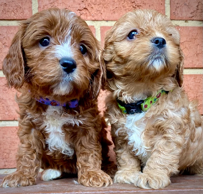 Gorgeous Cavoodle Puppies