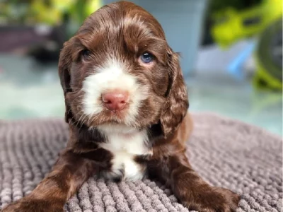 English Cocker Spaniels Puppies