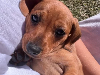 Miniature Dachshund Puppy