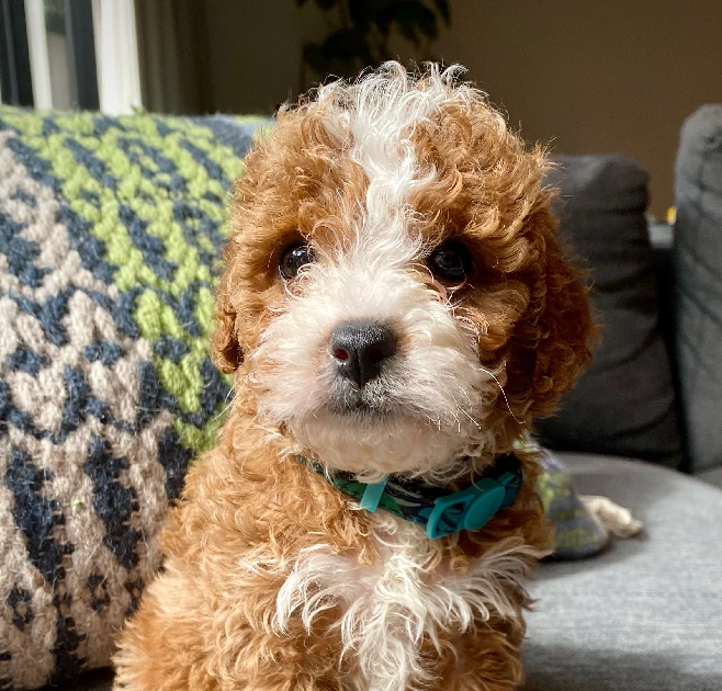 Beautiful Toy Cavoodle Puppies