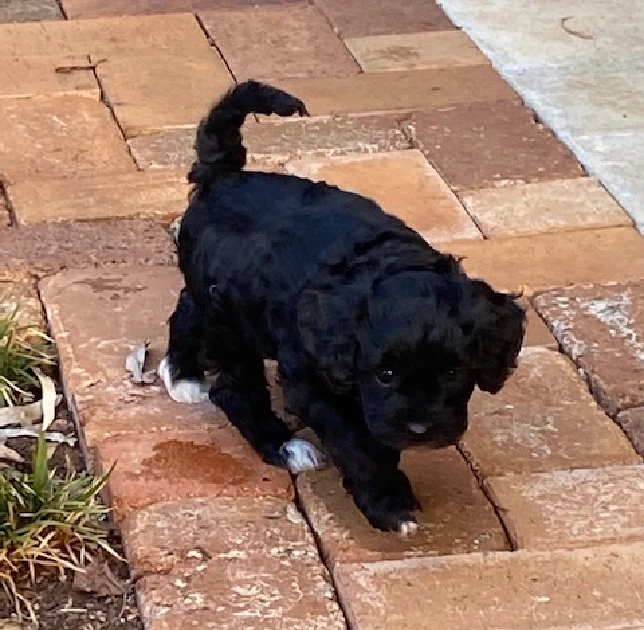 READY NOW F1 Cavoodles (Theodores)