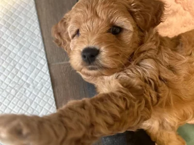 Cavoodle Puppies
