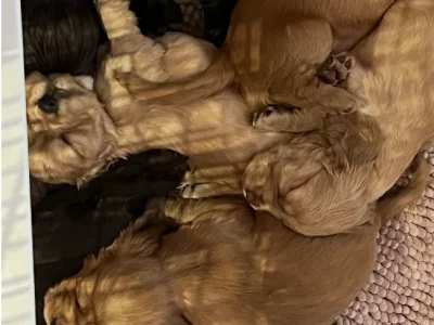 English Cocker Spaniel puppies