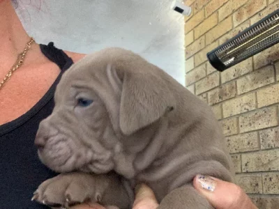 Neapolitan Mastiff Puppies